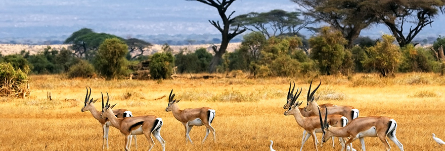 paysage du kenya